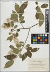 Foto von Salix pentandra L.